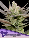 Anesia Glowberry Rush Auto Fem 3St.