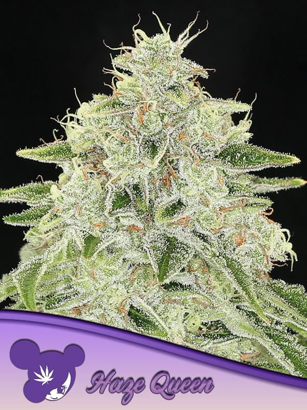 [BT-17039] Anesia Haze Queen Fem 3St.