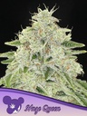 Anesia Haze Queen Fem 3St.