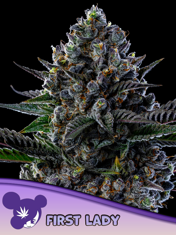 Anesia First Lady Fem 3St.