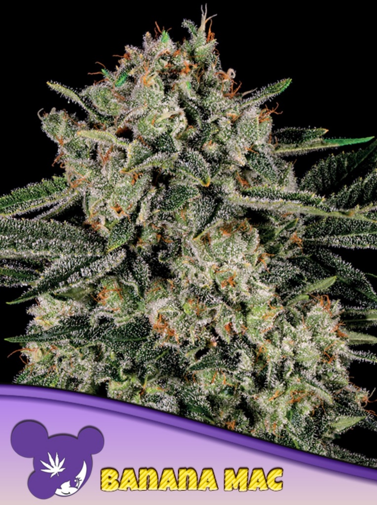 Anesia Banana MAC Fem 3St.