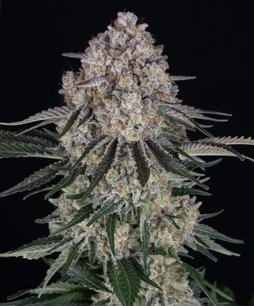 [BT-17067] Barneys Farm Sour Diesel Auto Fem 3St.