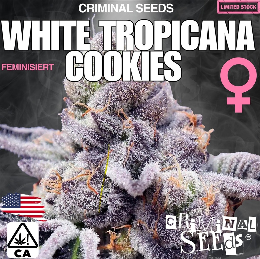 [BT-17071] Criminal Seeds White Tropicana Cookies Fem 3St.