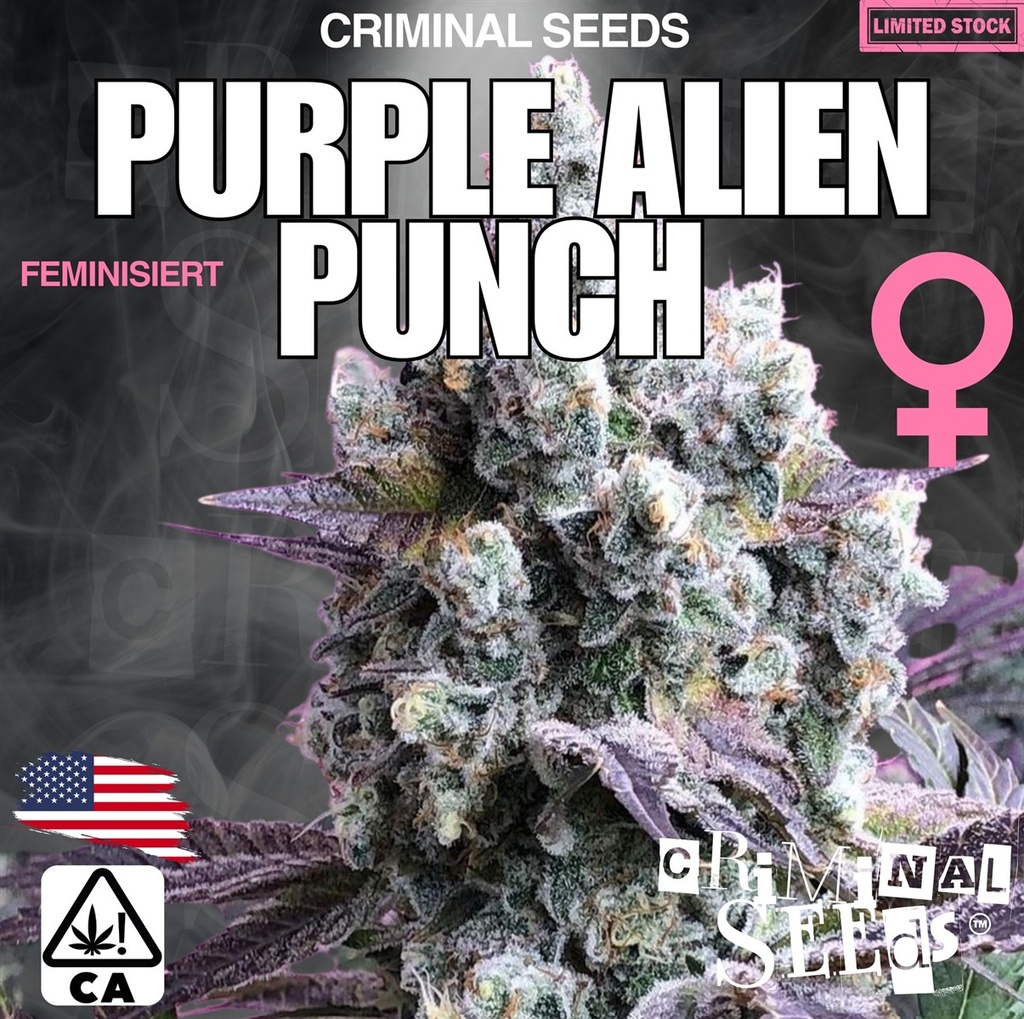 [BT-17072] Criminal Seeds Purple Alien Punch x Cali Fem 3St.
