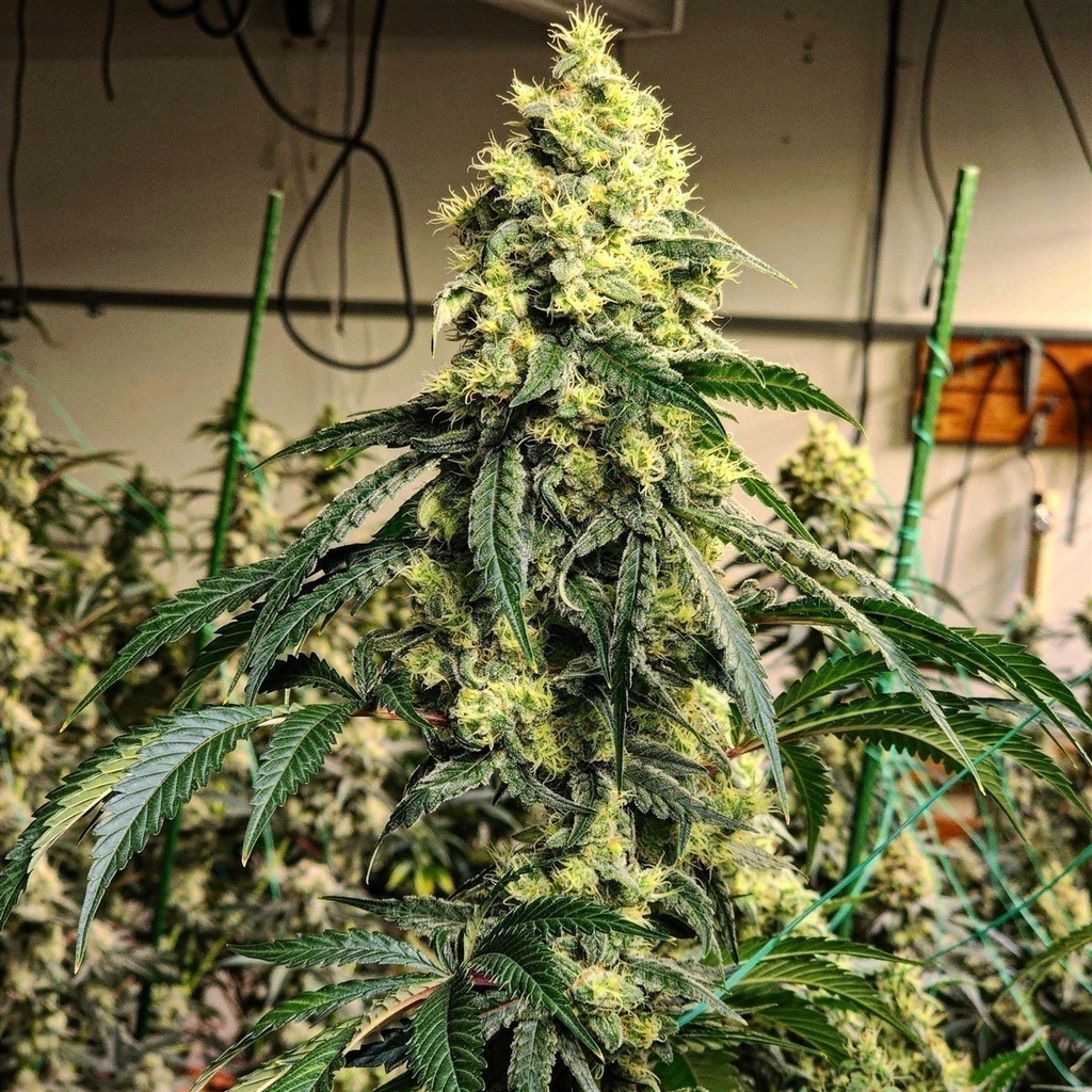 [BT-17098] Ethos Sour G R1 Fem 5St.