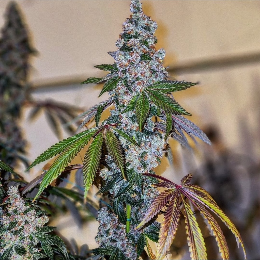 Ethos Cherry Pie OG S1 Fem 5St.