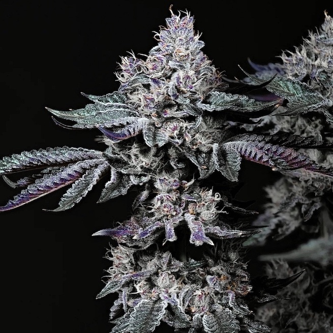[BT-17110] Ethos Nuggz R1 Fem 5St.