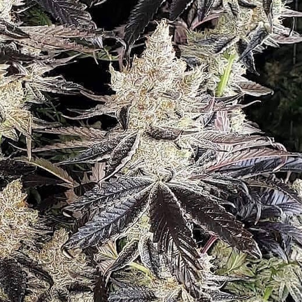 [BT-17116] Ethos Cookies R2 Fem 5St.