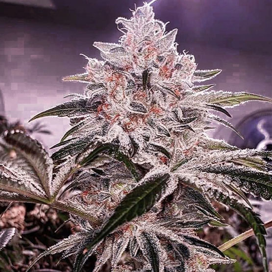 Ethos Apex R1 Fem 5St.