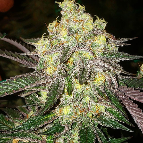Ethos Candy Store RBX Fem 5St.