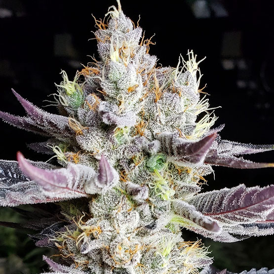Ethos BooBerry Cookies RBX Fem 5St.