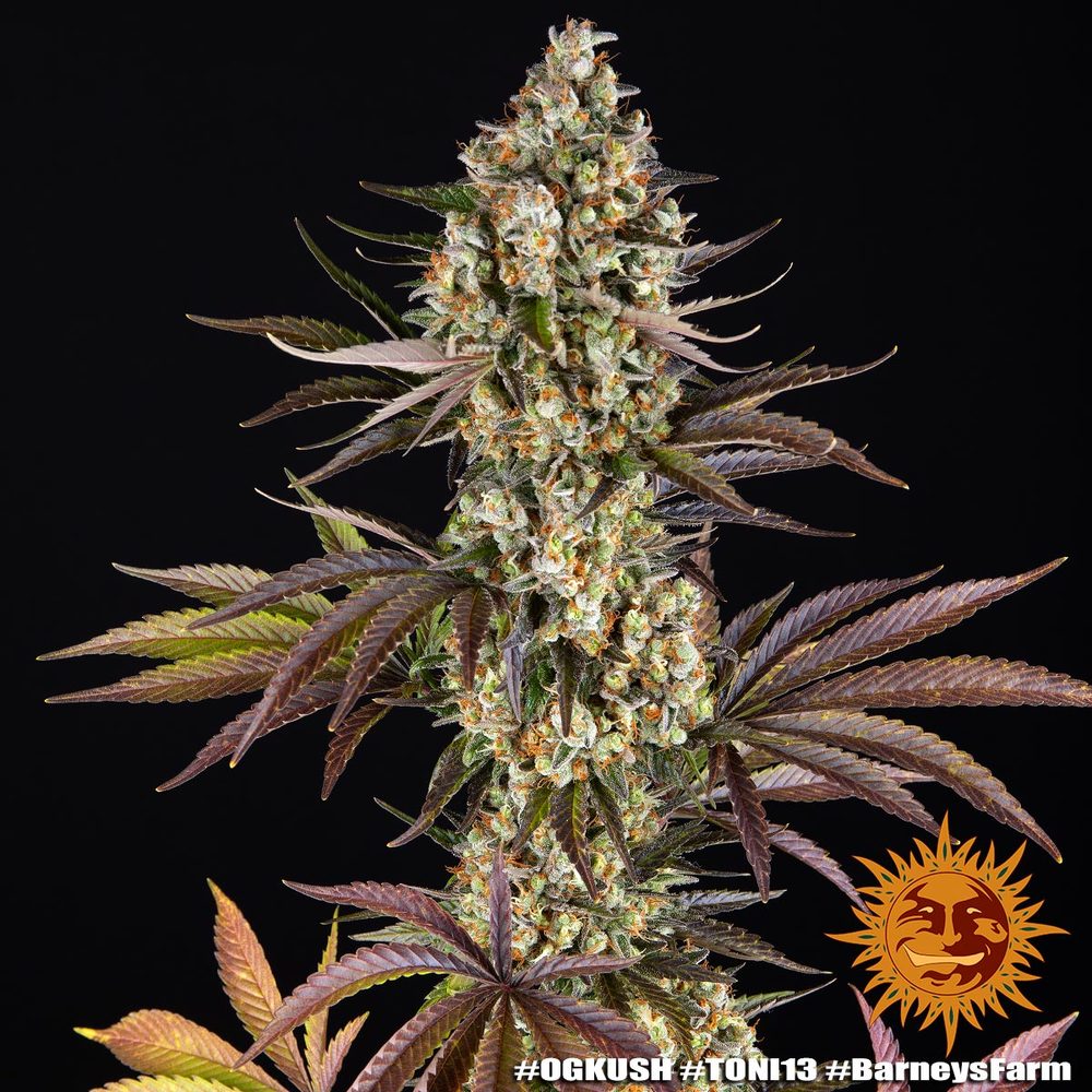 [BT-17126] Barneys Farm OG Kush Fem 3St.