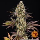 Barneys Farm OG Kush Fem 3St.