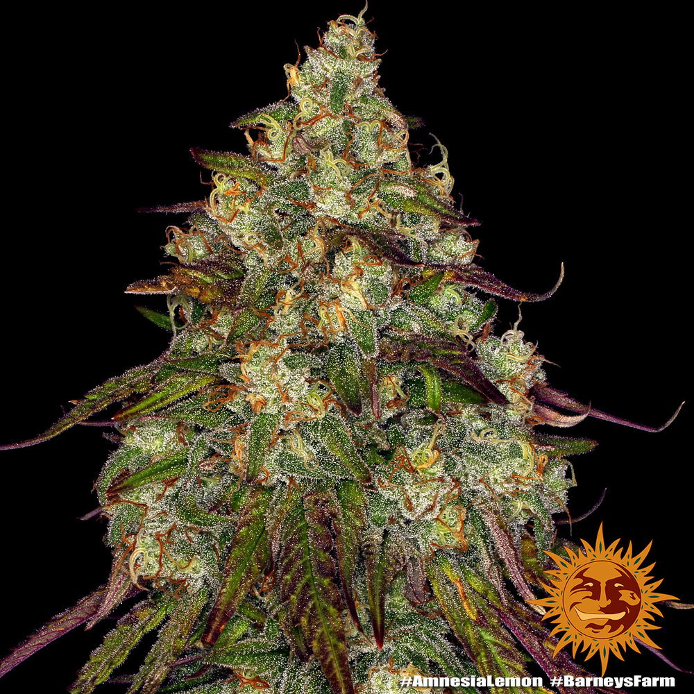 [BT-17130] Barneys Farm Amnesia Lemon Fem 3St.