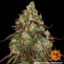 Barneys Farm Amnesia Lemon Fem 3St.