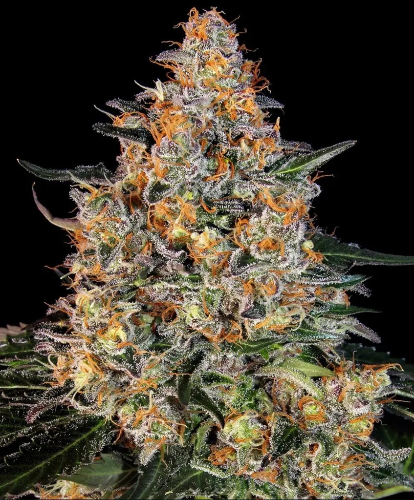 [BT-17131] Barneys Farm Bubba Kush Fem 3St.