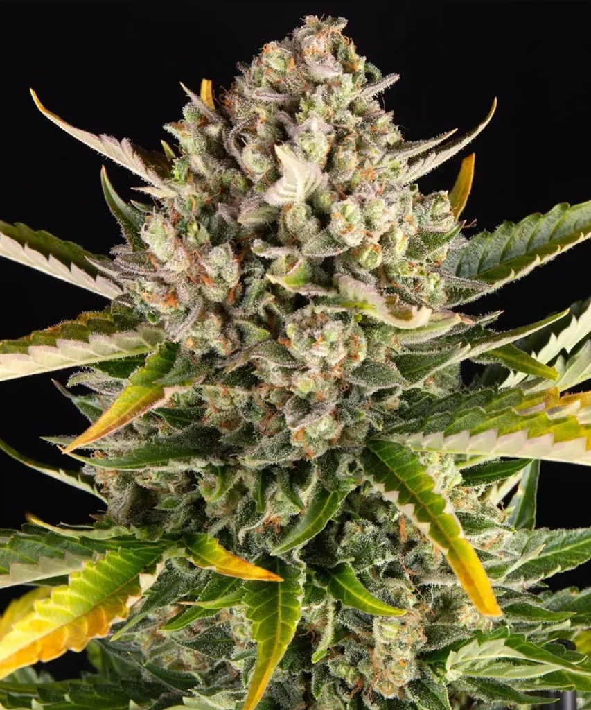 [BT-17134] Barneys Farm Strawberry Cheesecake Auto Fem 3St.