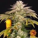 Barneys Farm Pineapple Express Fem 3St.