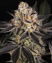 Barneys Farm White Runtz Fem 3St.