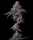 Barneys Farm Zillions Fem 3St.