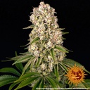 Barneys Farm Tropicanna Banana Fem 3St.