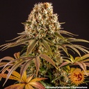 Barneys Farm Strawberry Lemonade Fem 3St.