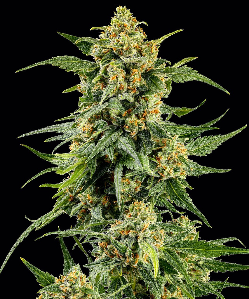 [BT-17140] Barneys Farm Skunk #1 Fem 3St.