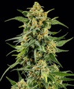 Barneys Farm Skunk #1 Fem 3St.