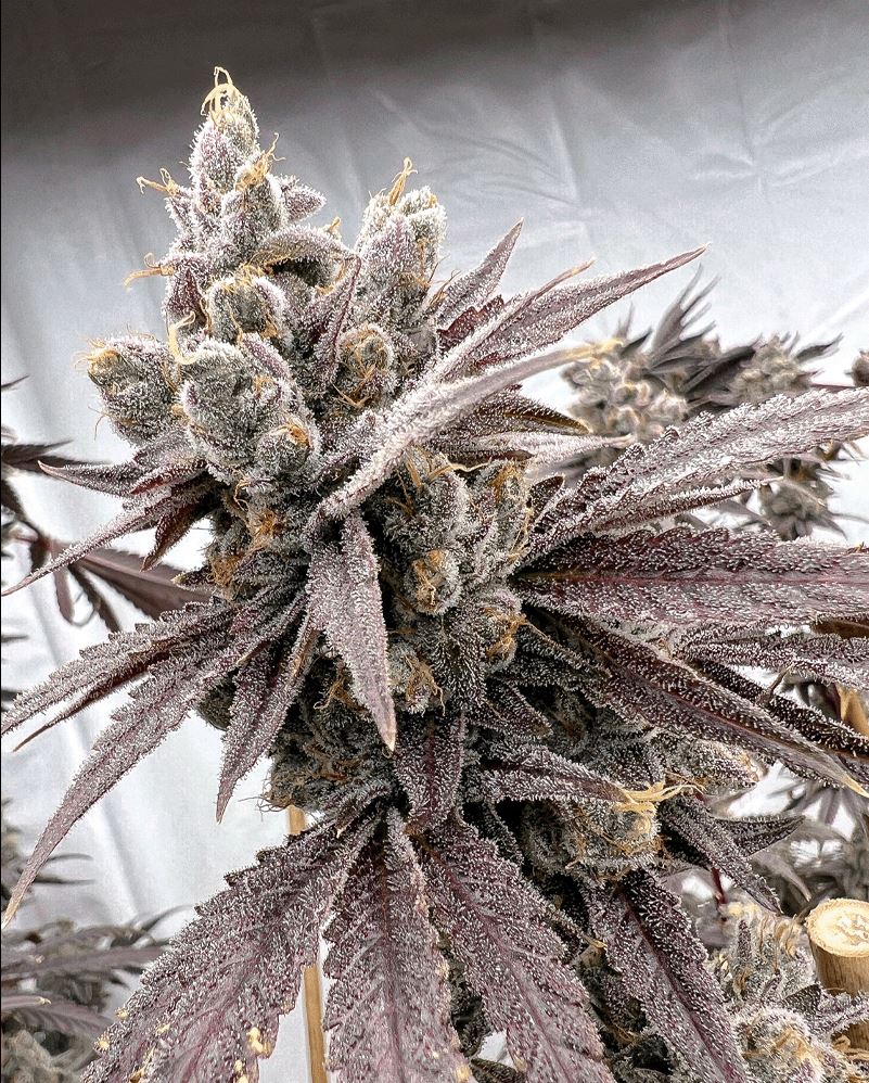 [BT-17190] Solfire Gardens Shot Caller Fem 6St.