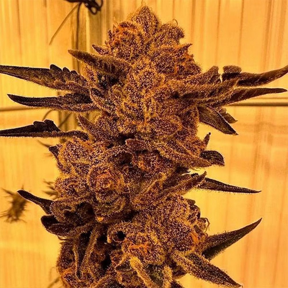 [BT-17192] In House Genetics Black Cherry Flambe Fem 3St.