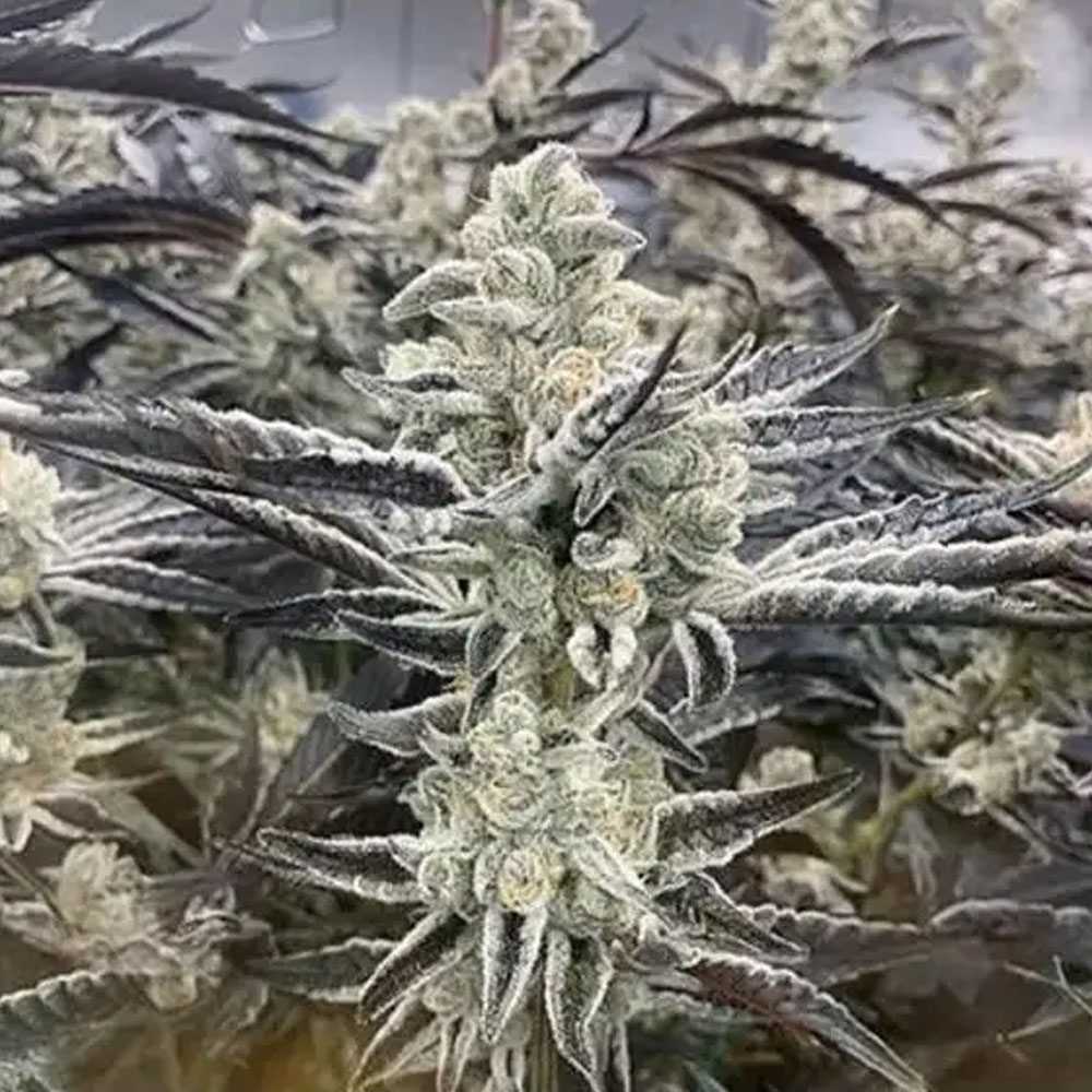 [BT-17193] In House Genetics Platinum Kush Breath Fem 3St.