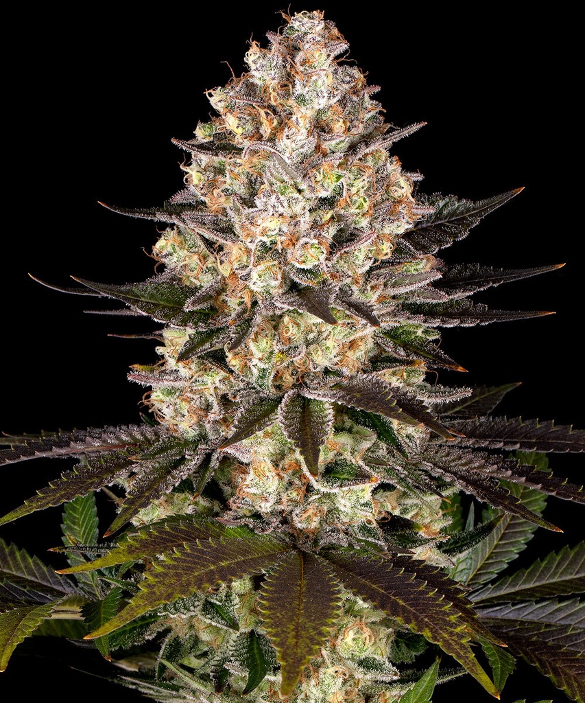 [BT-17194] Barneys Farm Hindu Kush Fem 3 St.