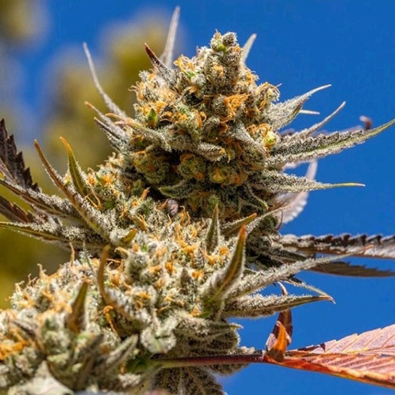 [BT-17201] Ethos Lemon Berry Candy OG R2 Fem 5St.