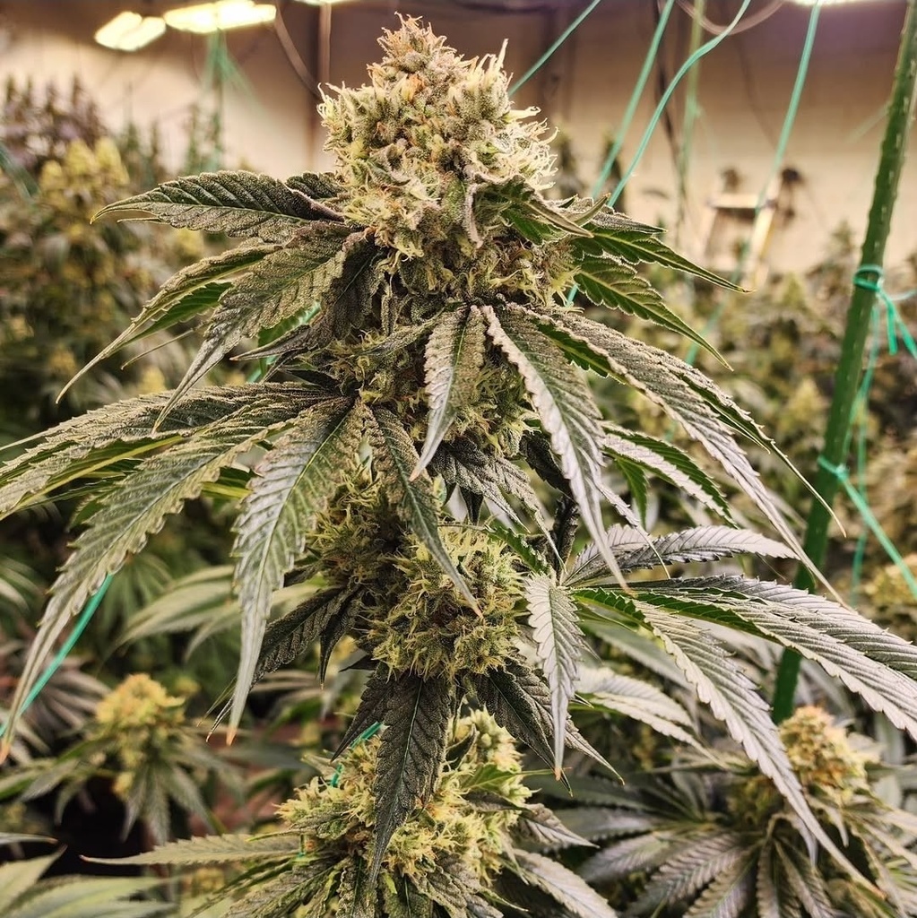 [BT-17203] Ethos Dirty Banana  GEN1 Fem 5St.
