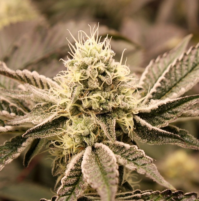 [BT-17211] Humboldt Seeds Mouth Wash Fem 3er Pack