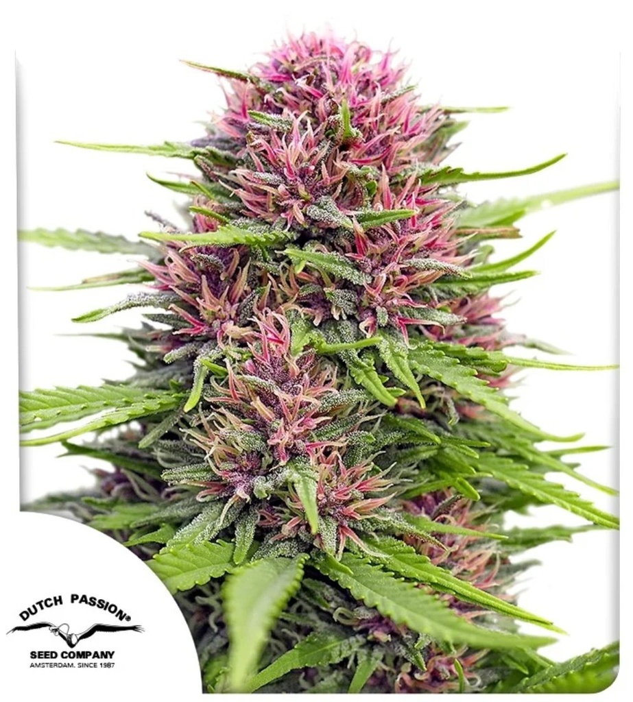 [BT-17247] Dutch Passion Frisian Dew Fem 3St.