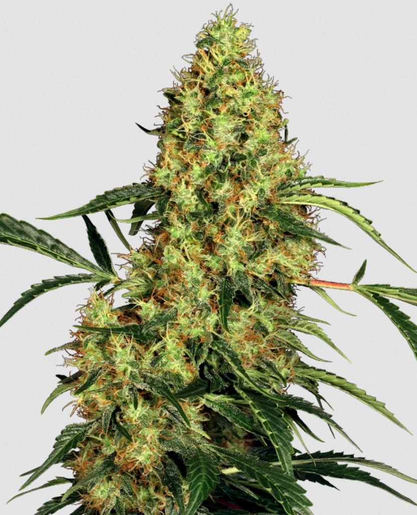 [BT-17248] Sensi Seeds Mexican Sativa Fem 3St.