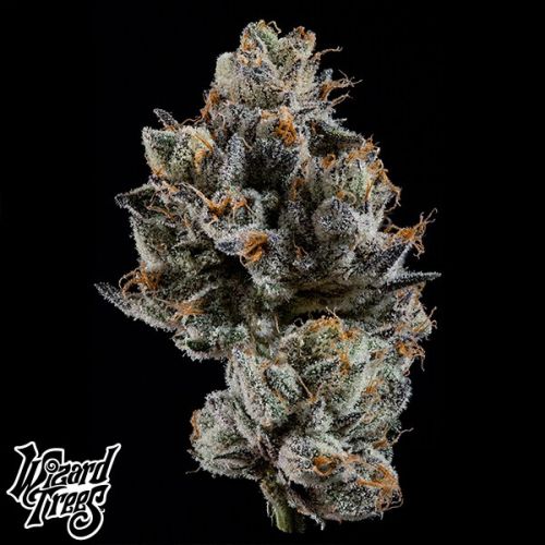 [BT-17269] Wizard Trees Cali Tings Fem 3St.