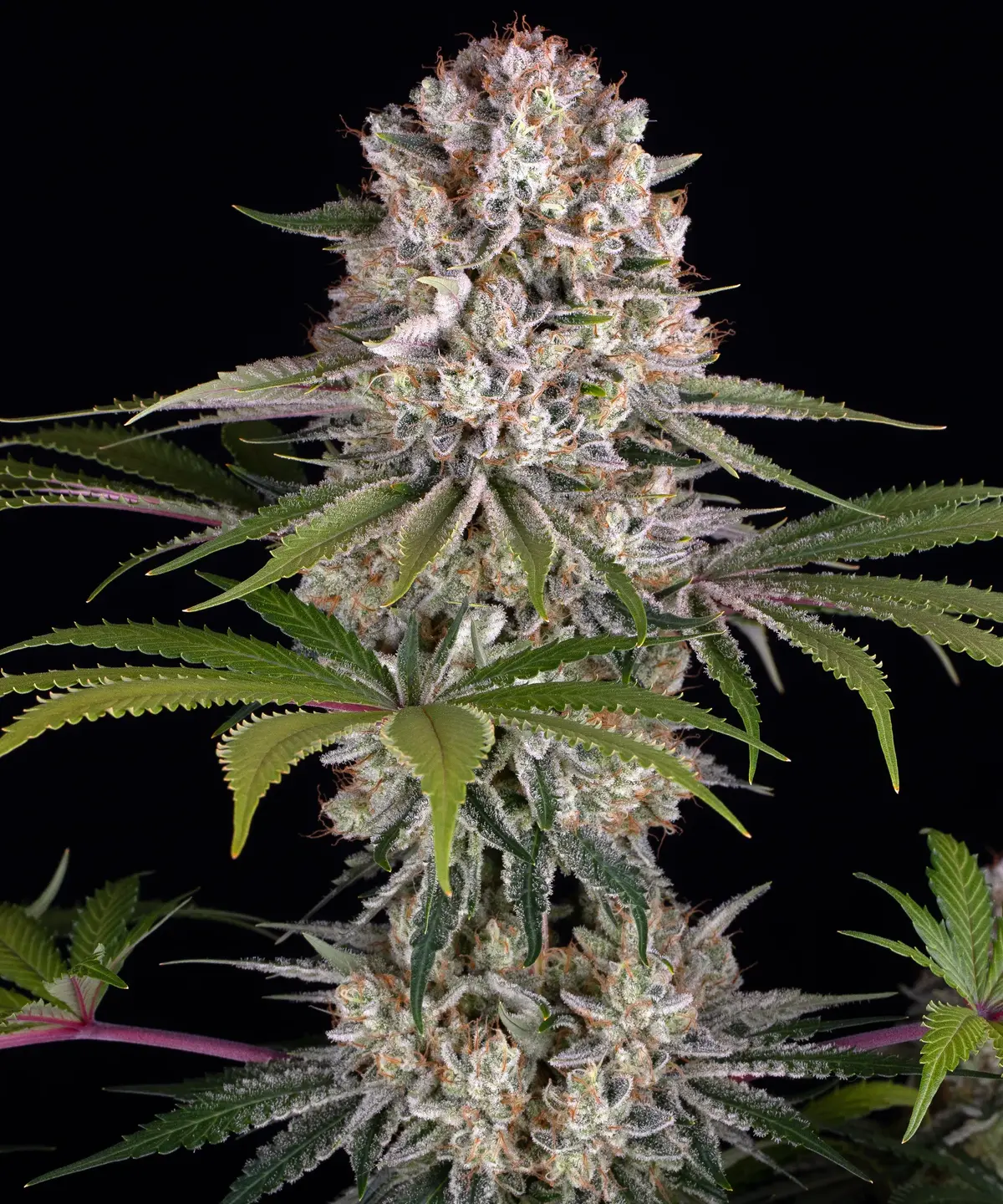 Barneys Farm Amnesia Haze Fem 3St.