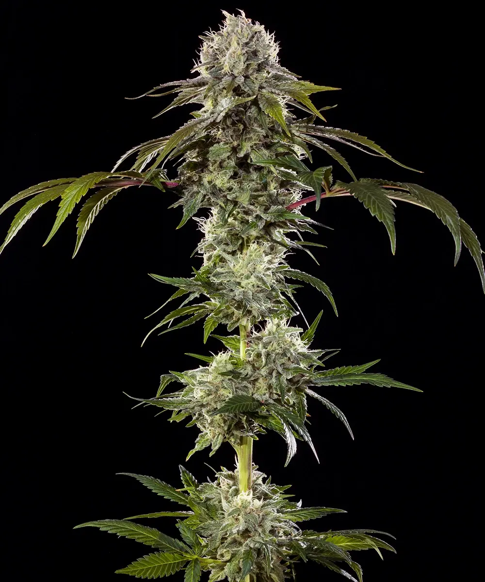 [BT-17278] Barneys Farm Durban Poison Fem 3St.
