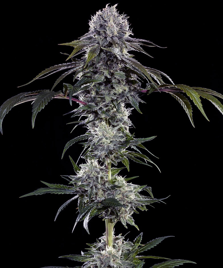 [BT-17279] Barneys Farm Durban Z Fem 3St.