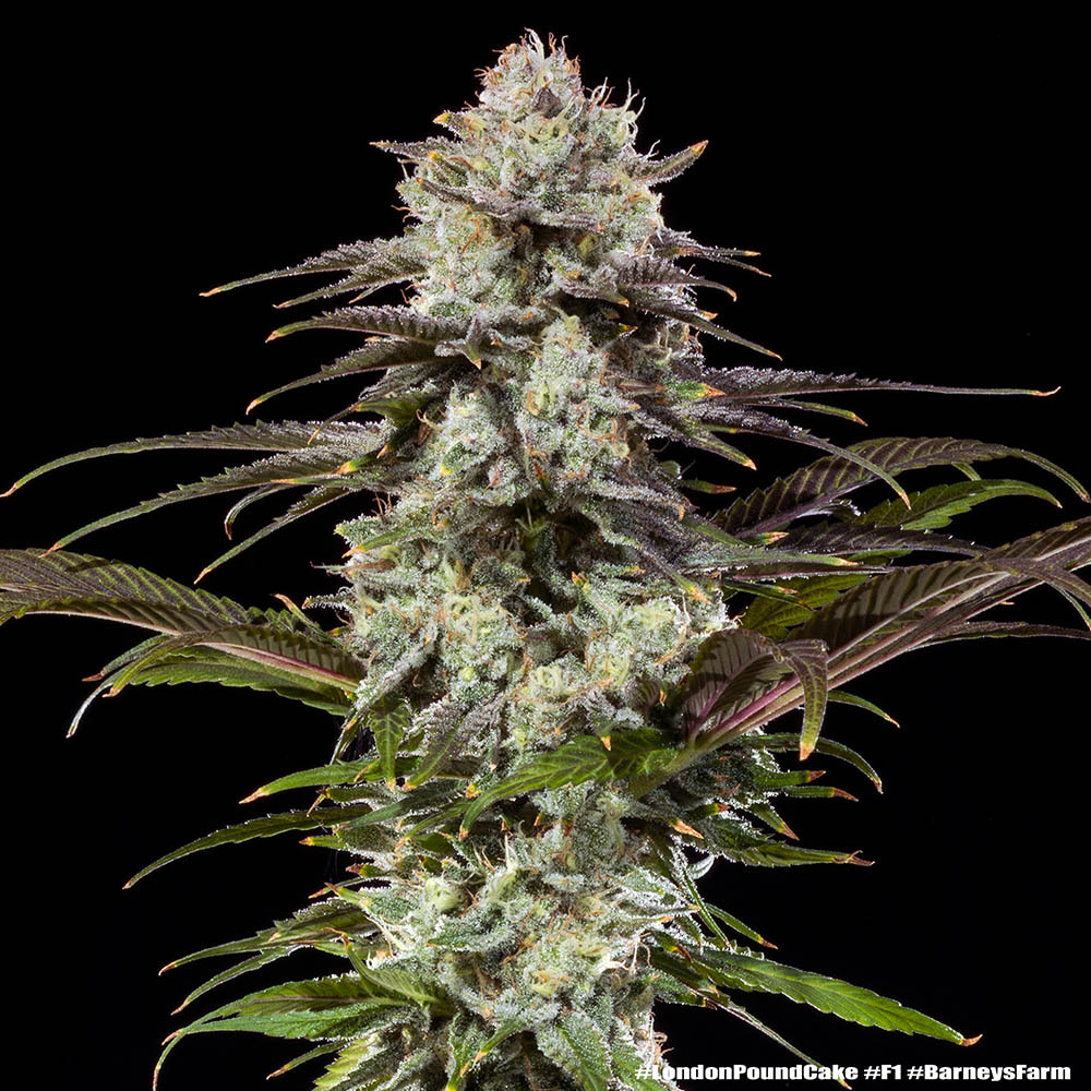 Barneys Farm London Pound Cake Fem 3St.