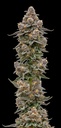 Growers Choice Blue Zeclair Fem 3St.
