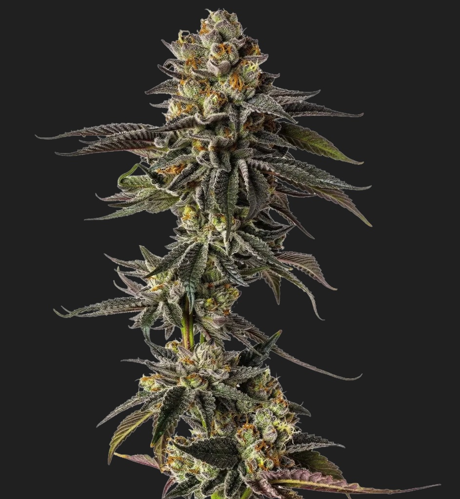 [BT-17290] Growers Choice Toad Venom Auto Fem 3St.