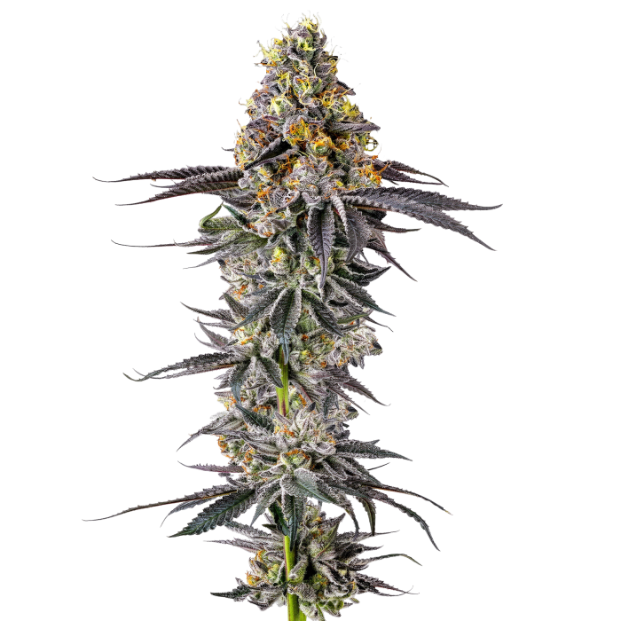 [BT-17291] Growers Choice Lobster Butter Auto Fem 3St.
