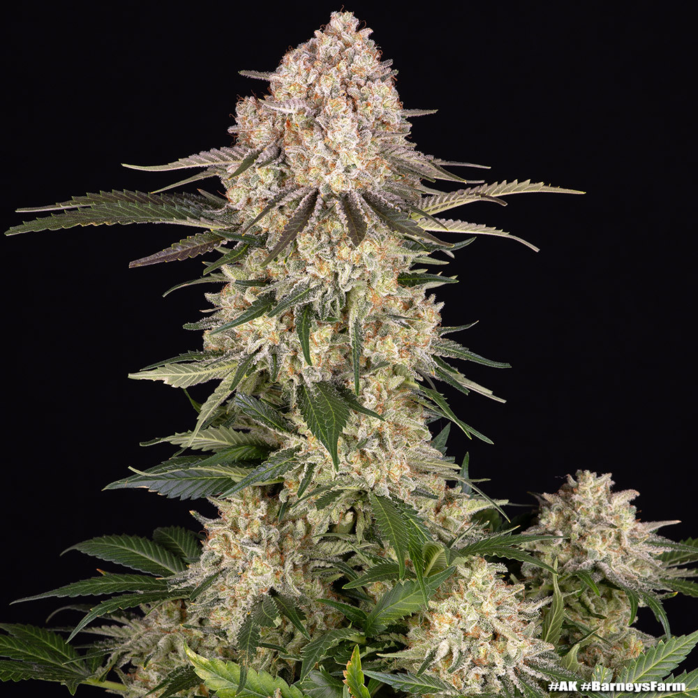 [BT-17300] Barneys Farm AK Fem 3St.
