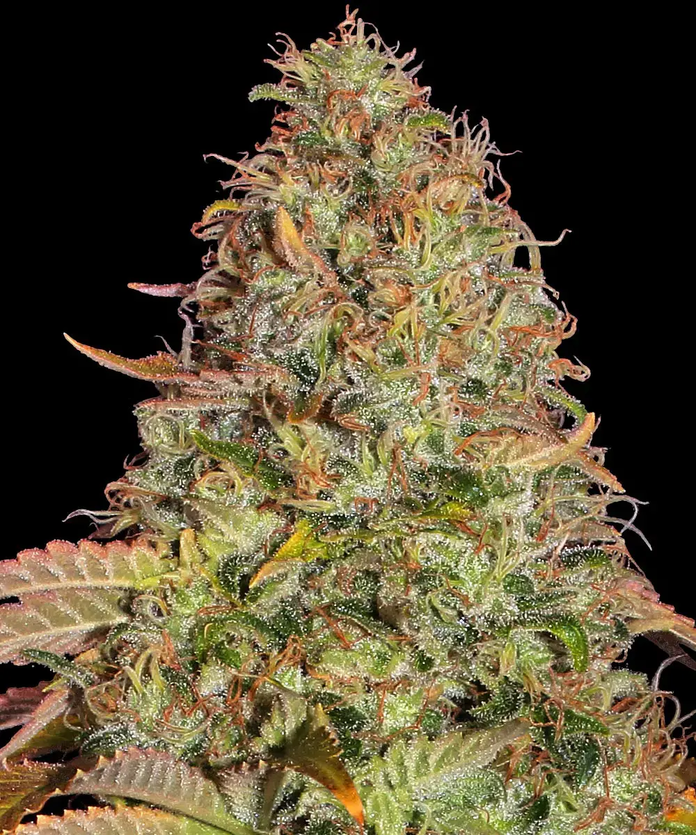 [BT-17314] Barneys Farm Zkittlez OG Auto Fem 3St.