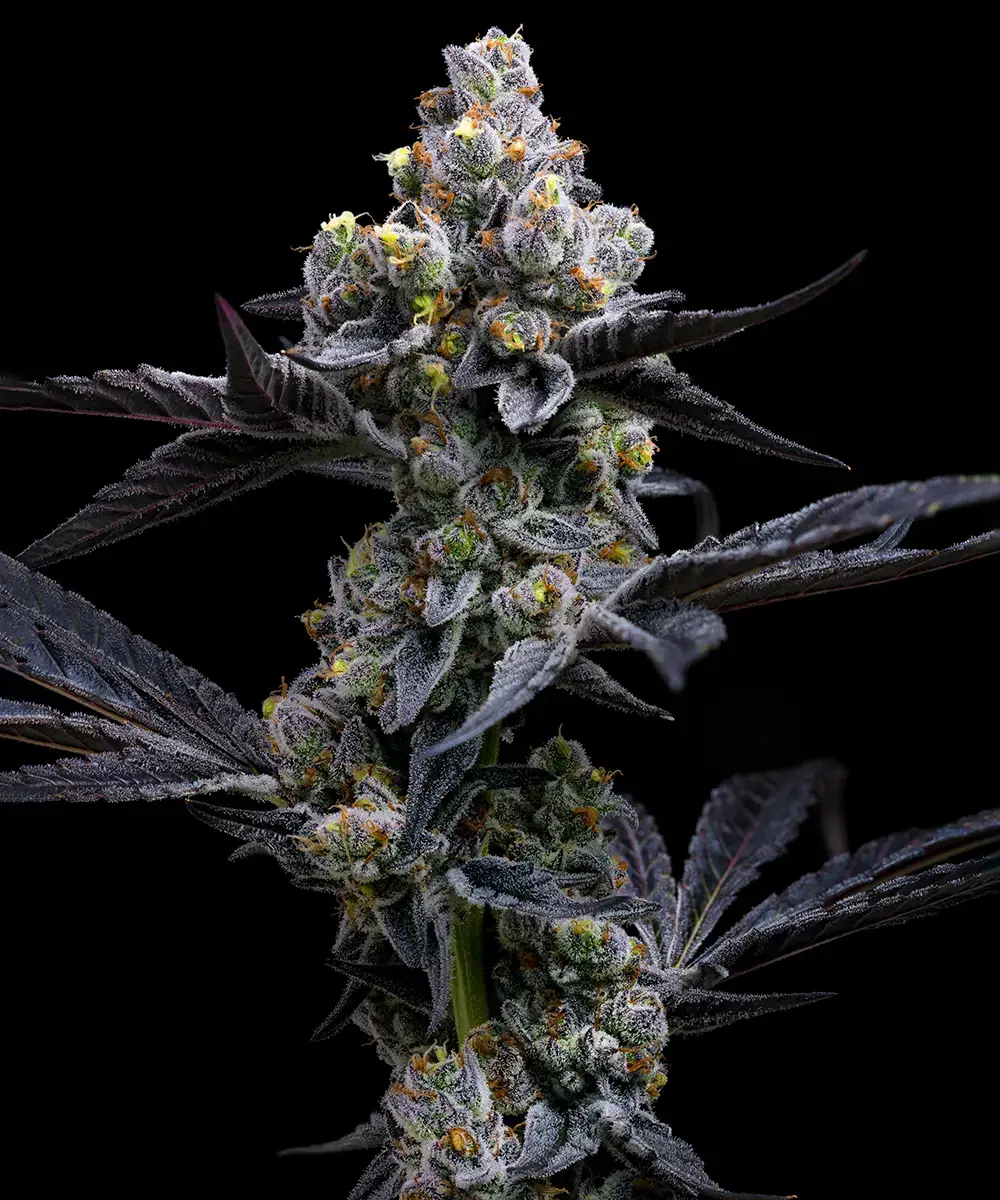 [BT-17316] Barneys Farm Garlic Cookies Fem 3St.
