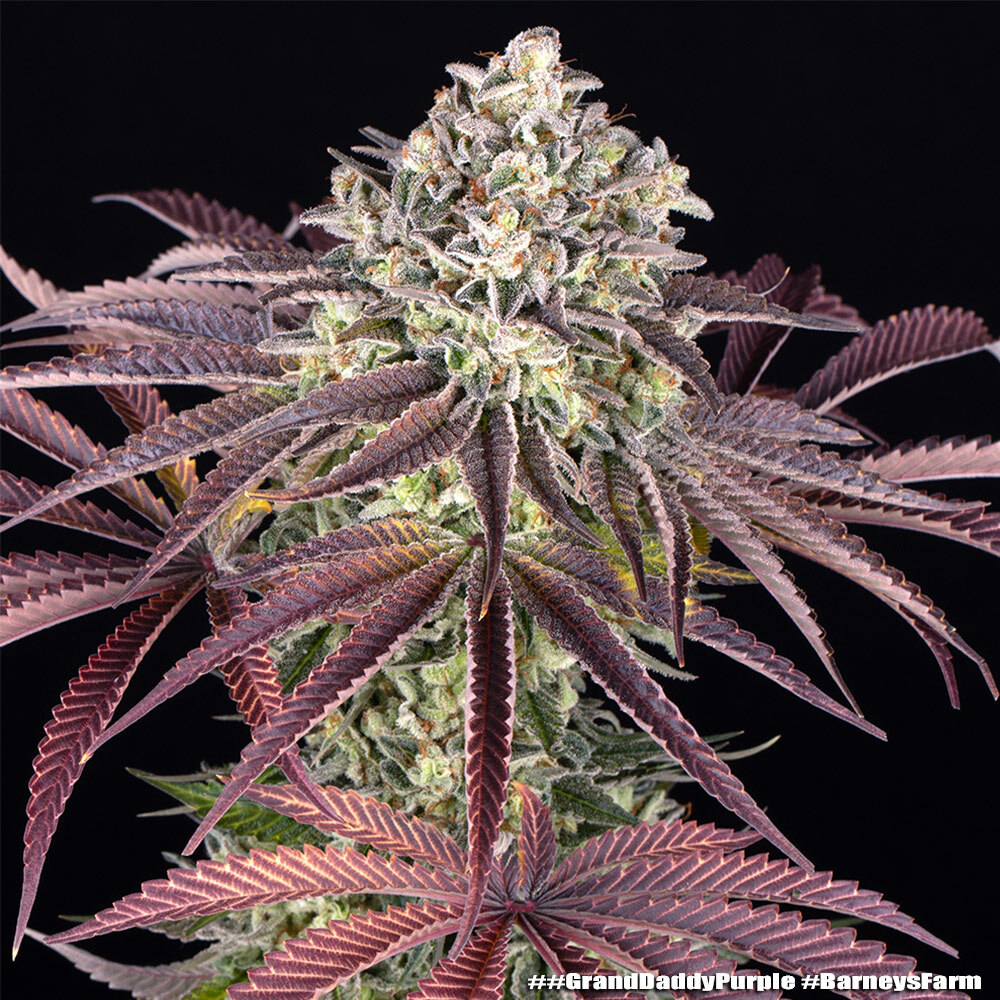 Barneys Farm Grand Daddy Purpel Fem 3St.