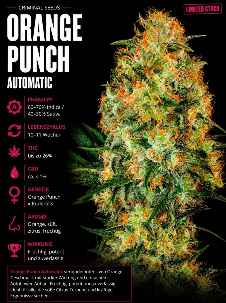 [BT-17322] Criminal Seeds Orange Punch Auto Fem 3St.